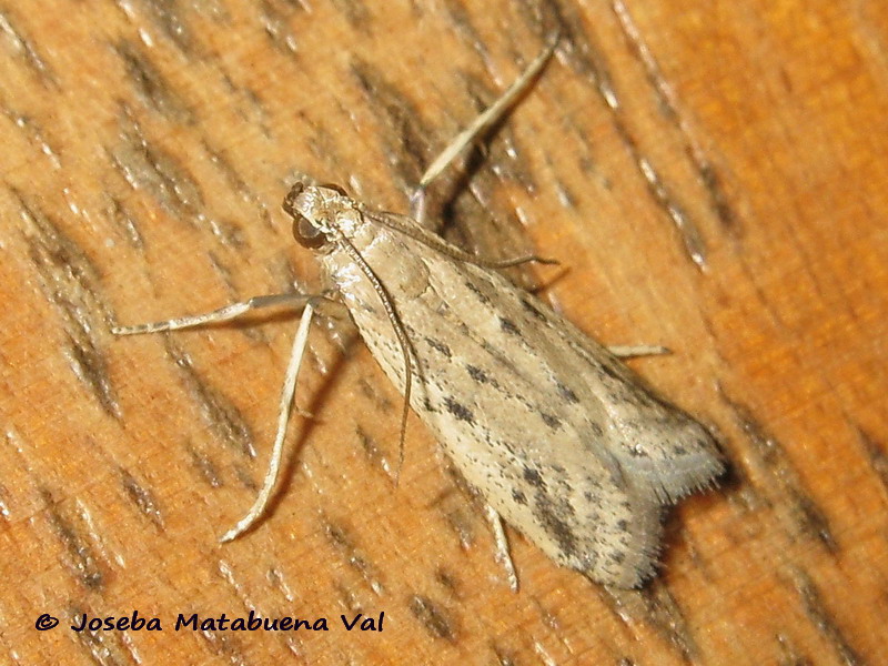 Phycitodes binaevella - Pyralidae ? S